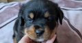 Rottweiler cross mountain bearnes