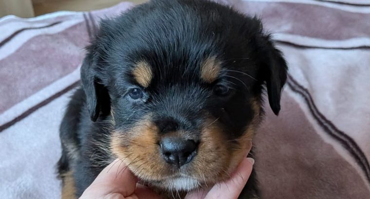 Rottweiler cross mountain bearnes
