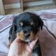 Rottweiler cross mountain bearnes