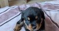 Rottweiler cross mountain bearnes