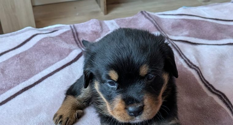Rottweiler cross mountain bearnes