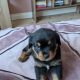 Rottweiler cross mountain bearnes