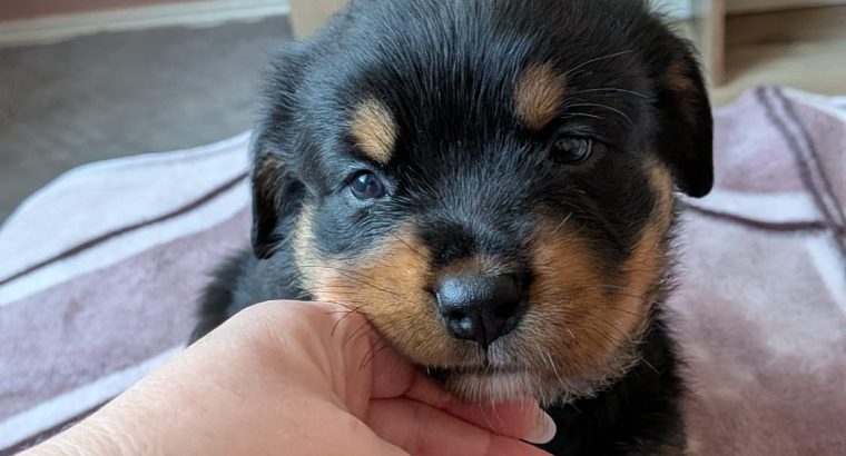 Rottweiler cross mountain bearnes