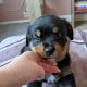 Rottweiler cross mountain bearnes