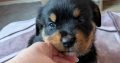 Rottweiler cross mountain bearnes