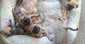 French bulldog /Pug puppy’s