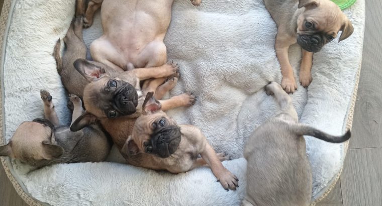 French bulldog /Pug puppy’s