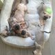 French bulldog /Pug puppy’s