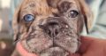 French bulldog /Pug puppy’s