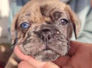 French bulldog /Pug puppy’s
