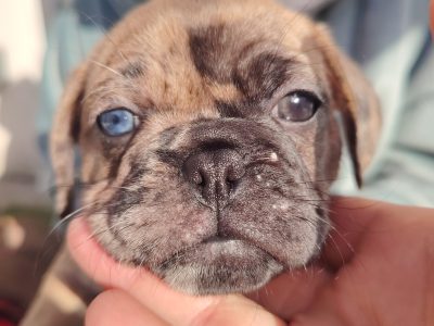 French bulldog /Pug puppy’s