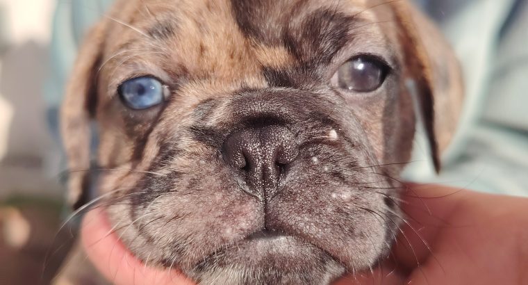 French bulldog /Pug puppy’s