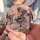 French bulldog /Pug puppy’s