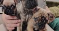 French bulldog /Pug puppy’s