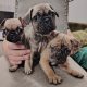French bulldog /Pug puppy’s