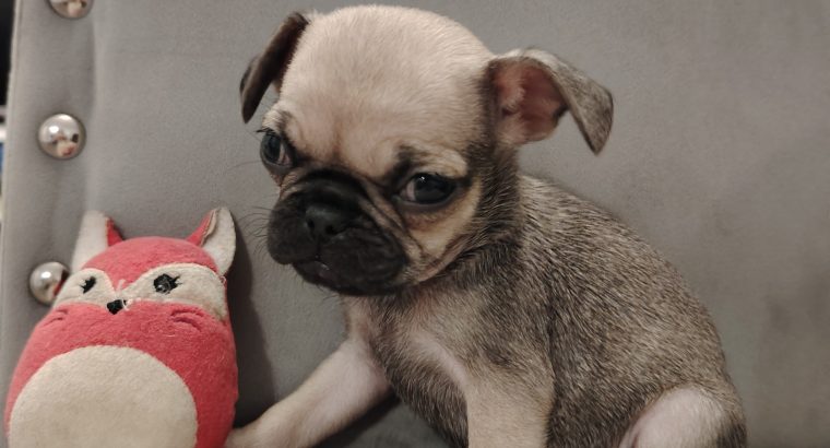 French bulldog /Pug puppy’s
