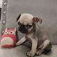 French bulldog /Pug puppy’s