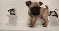 French bulldog /Pug puppy’s