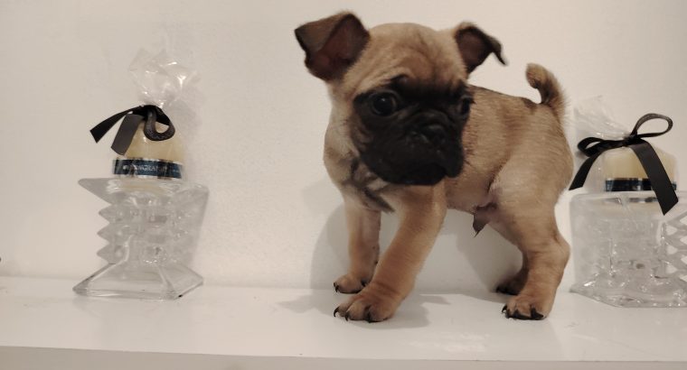 French bulldog /Pug puppy’s
