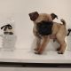 French bulldog /Pug puppy’s