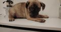 French bulldog /Pug puppy’s