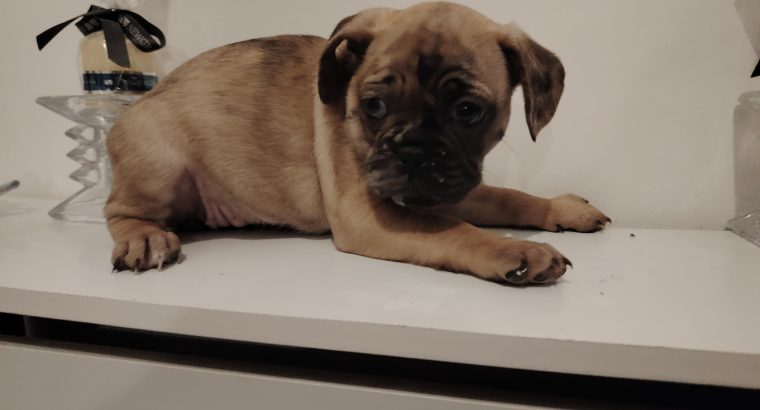 French bulldog /Pug puppy’s