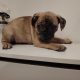 French bulldog /Pug puppy’s