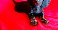Purebred Dachshund Puppies For Sale