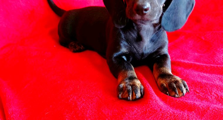 Purebred Dachshund Puppies For Sale