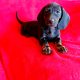 Purebred Dachshund Puppies For Sale