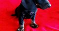 Purebred Dachshund Puppies For Sale