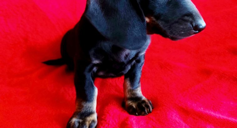 Purebred Dachshund Puppies For Sale