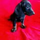 Purebred Dachshund Puppies For Sale