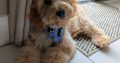 Cockapoo pup