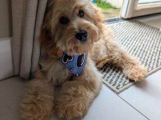 Cockapoo pup