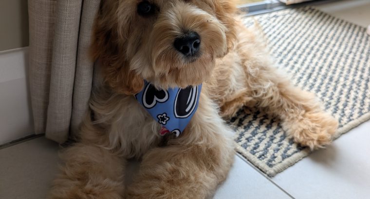 Cockapoo pup