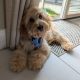 Cockapoo pup