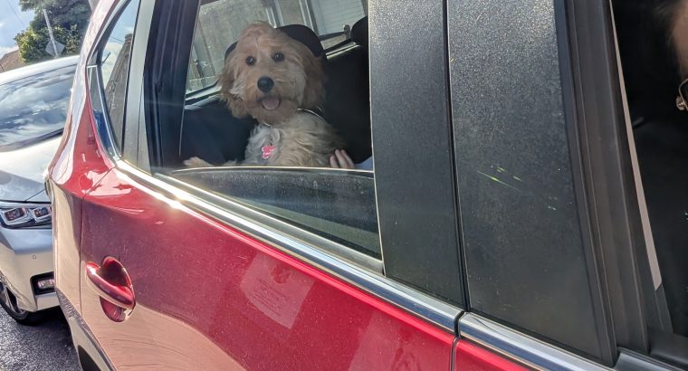 Cockapoo pup