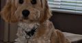 Cockapoo pup