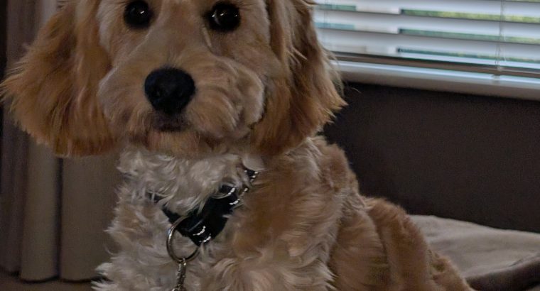 Cockapoo pup