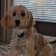 Cockapoo pup