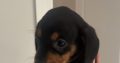 Dachund Puppies