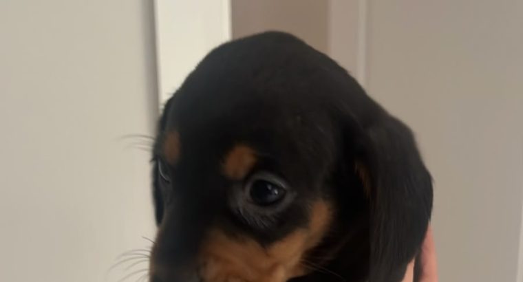 Dachund Puppies
