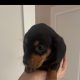 Dachund Puppies
