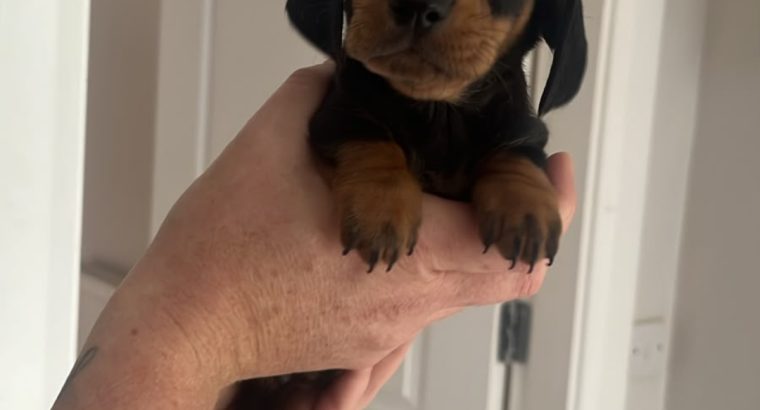 Dachund Puppies
