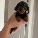 Dachund Puppies
