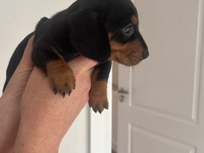 Dachund Puppies