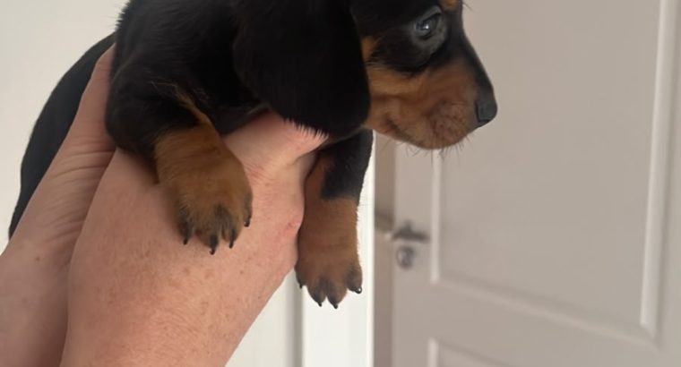 Dachund Puppies