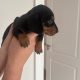 Dachund Puppies