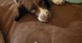 Springer spaniel male puppy